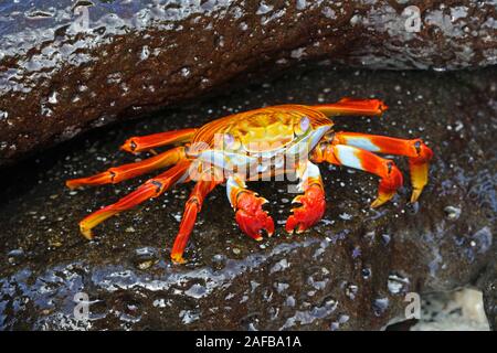 Rote Klippenkrabbe, Felsenkrabbe, Quadratkrabbe (Grapsus grapsus),  Insel Espanola, Galapagos, Unesco Welterbe, Ekuador, Suedamerika, Pazifischer Ozea Stock Photo