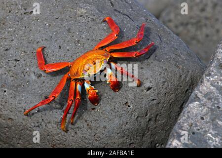 Rote Klippenkrabbe, Felsenkrabbe, Quadratkrabbe (Grapsus grapsus),  Insel Espanola, Galapagos, Unesco Welterbe, Ekuador, Suedamerika, Pazifischer Ozea Stock Photo