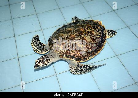 ca. 2 Jahre alte echte Karettschildkröte (Eretmochelys imbricata) in einer Aufzuchtstation auf Bali, Indonesien Stock Photo