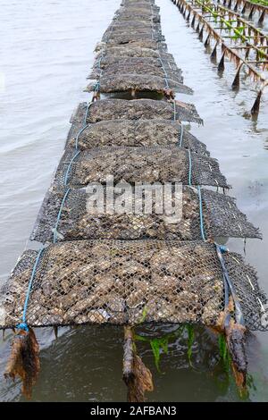 Pazifische Felsenauster (Crassostrea gigas), Sylter Royal, auf Stellagen bei Ebbe im Watt, Sylt, nordfriesische Inseln, Nordfriesland, Schleswig-Holst Stock Photo