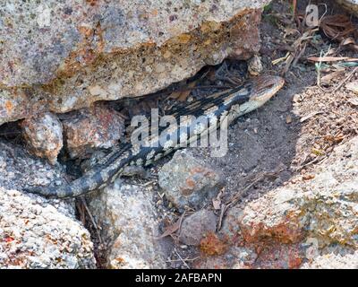 Blotched blue-tongued lizard  Tiliqua nigrolutea summer Stock Photo