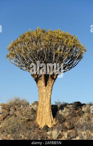 Koecherbaum oder Quivertree (Afrikaans: Kokerboom,  Aloe dichotoma) bei Sonnenaufgang , Keetmanshoop, Namibia, Afrika Stock Photo