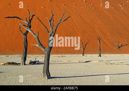 Kameldornbaeume (Acacia erioloba), auch Kameldorn oder Kameldornakazie im letzten Abendlicht,  Namib Naukluft Nationalpark, Deadvlei, Dead Vlei, Sossu Stock Photo