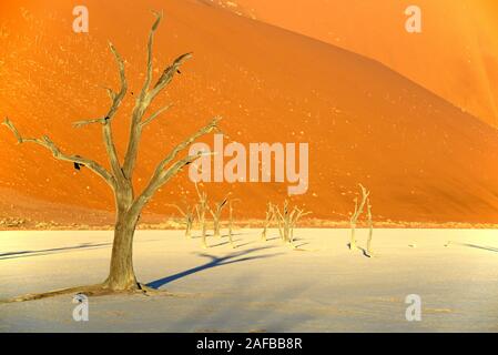 Kameldornbaeume (Acacia erioloba), auch Kameldorn oder Kameldornakazie im letzten Abendlicht,  Namib Naukluft Nationalpark, Deadvlei, Dead Vlei, Sossu Stock Photo