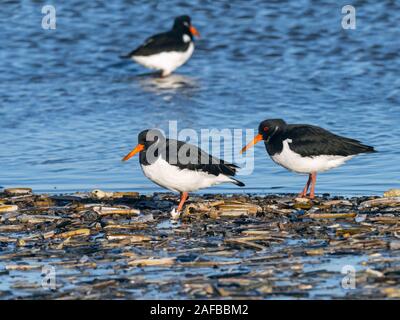 Oystercatchers Haematopus ostralegus Feeding on Titchwell beach  Norfolk Winter Stock Photo