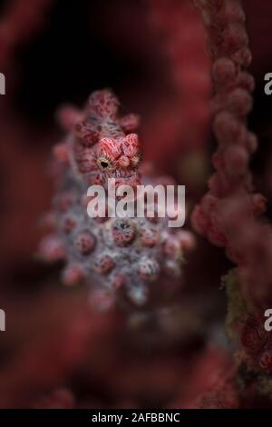 Pygmy seahorse  also known as Bargibant's seahorse (Hippocampus bargibanti). Underwater macro photography from Lembeh, Indonesia Stock Photo