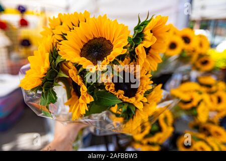 A closeup view on a bouquet of colorful dwarf sunflowers, Helianthus cultivar, selective focus as shopper picks vibrant bunch from market stall Stock Photo