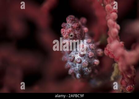 Pygmy seahorse  also known as Bargibant's seahorse (Hippocampus bargibanti). Underwater macro photography from Lembeh, Indonesia Stock Photo