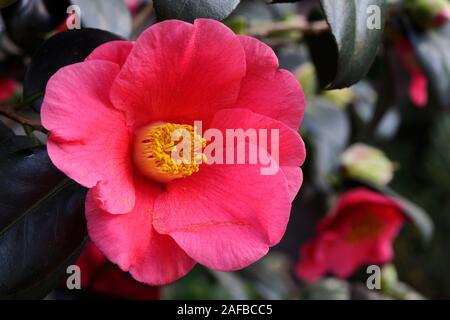 Kamelie (Camellia japonica), Vorkommen Asien Stock Photo