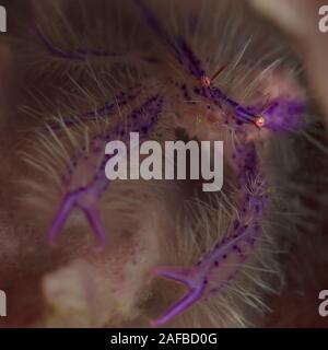 Pink hairy squat lobster (Lauriea siagiani). Underwater macro photography from Lembeh, Indonesia Stock Photo