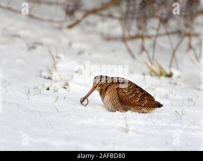 Woodcock Scolopax rusticola feeding in snow on Norfolk coastal farmland Stock Photo