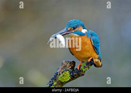 Eisvogel - River Kingfisher - Alcedo atthis Stock Photo