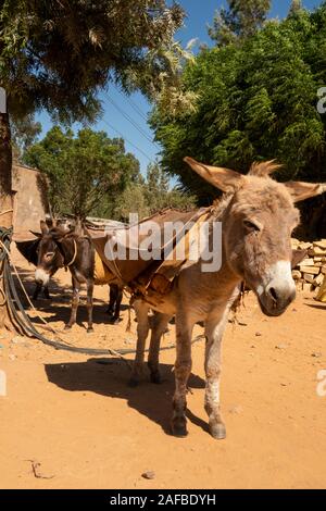 Ethiopia, Tigray, Wukro, Abraha Atsbeha village, weekly market, Abyssinian donkeys used as pack animals Stock Photo