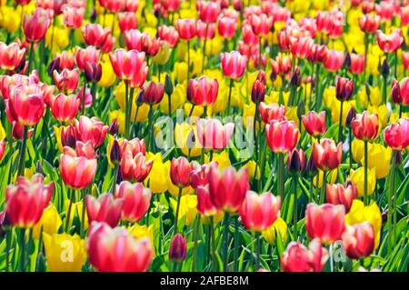 Tulpen, Tulipa spp.