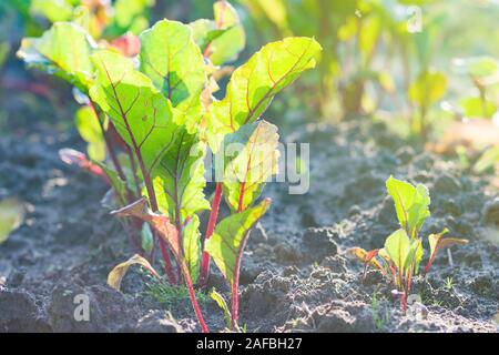 beetroot plants growing on vegetable bed in sunny day Stock Photo