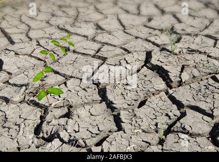 plant growing from arid land Stock Photo