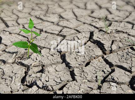 plant growing from arid land Stock Photo