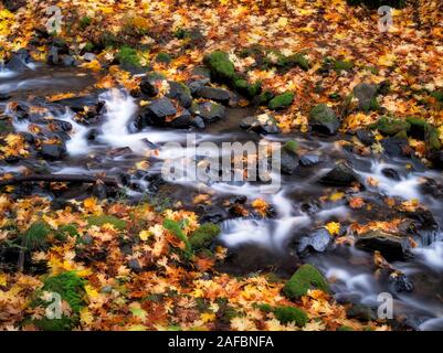 Starvation Creek and fall colored Big Leaf Maple leaves. Columbia River Gorge National Scenic Area, Oregon Stock Photo
