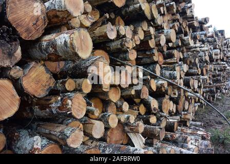 Stack of tree trunks Stock Photo