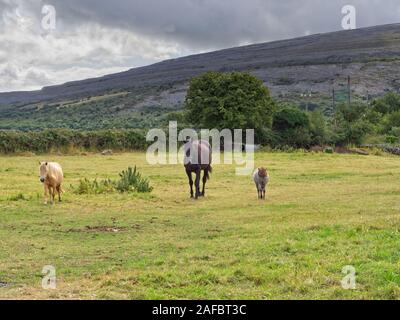 Family of horses on a green meadow in the Burren, County Clare, Ireland Stock Photo