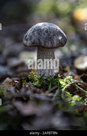 Single Young birch bolete (Leccinum scabrum) in the forest on the bokeh dreamy background Stock Photo