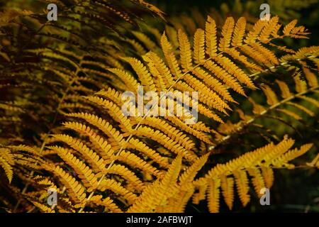 Autumn coloured ferns, Sieur de Monts, Acadia National Park, Maine, USA Stock Photo