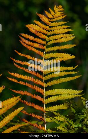 Autumn coloured ferns, Sieur de Monts, Acadia National Park, Maine, USA Stock Photo