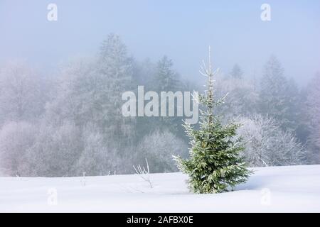 small spruce tree on the snow covered meadow. distant forest in hoarfrost. foggy and frosty weather. great Christmastime mood. wonderful background fo Stock Photo