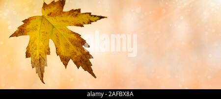 close-up autumn leaf panoramic view, background bokeh light Stock Photo