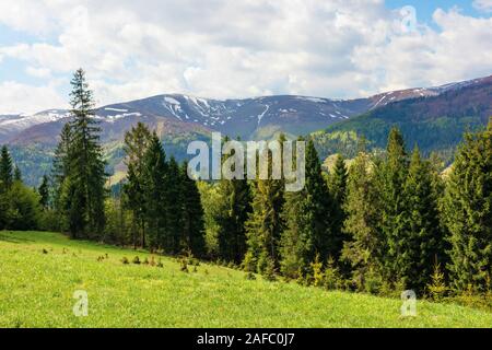 spruce forest on a grassy hill in mountains. springtime landscape in dappled light. tops of distant ridge with spots of snow. fresh air on windy weath Stock Photo