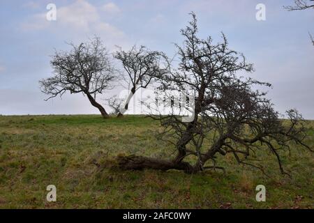 Windswept trees on a winter Irish skyline Stock Photo