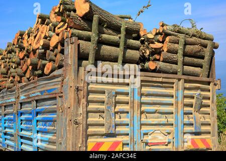 A truck that transports freshly cut firewood in the forest. Stock Photo