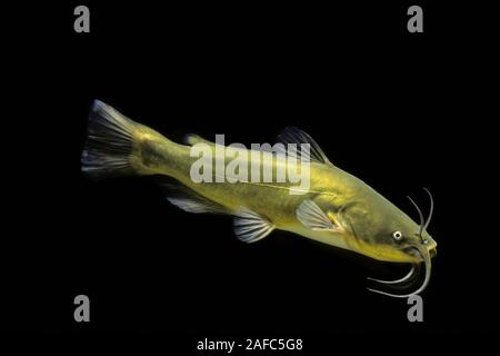 Black bullhead (Ameiurus melas), captive, France Stock Photo