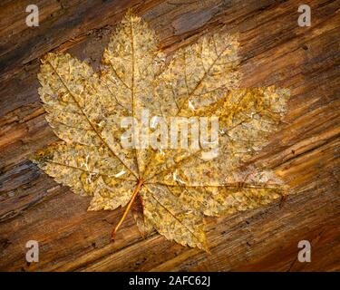 Vine maple leaf on log at Spirit Falls, Umpqua National Forest, Oregon. Stock Photo