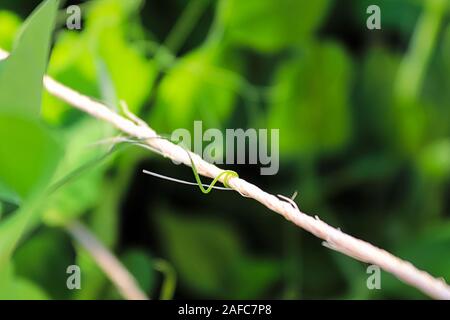 A pea vine curling around a string Stock Photo