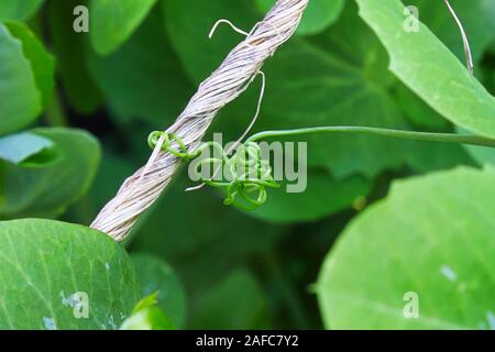 A pea vine curling around a string Stock Photo