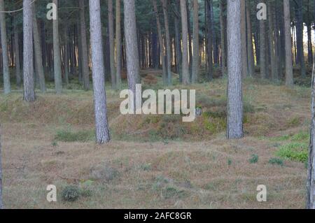 Pines growing on Heathland adjacent to the beach, Tentsmuir Forest, Fife, Scotland Stock Photo