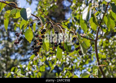 Close look over Rum cherry (Prunus serotina Ehrh.) plant. Stock Photo