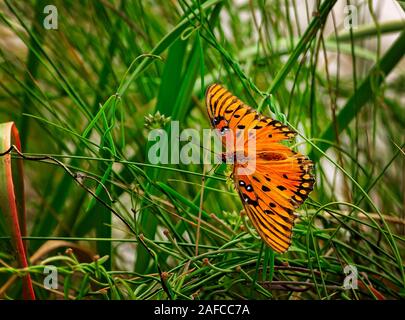 A Gulf fritillary butterfly (Agraulis vanillae) feeds on flowers at St. Joseph Peninsula State Park, Sept. 22, 2019, in Port St. Joe, Florida. Stock Photo