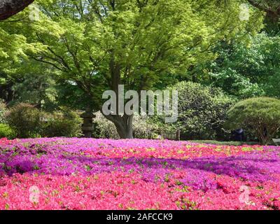 Asia, Japan, Tokyo. Azaleas at the Imperial Palace East Gardens Stock ...