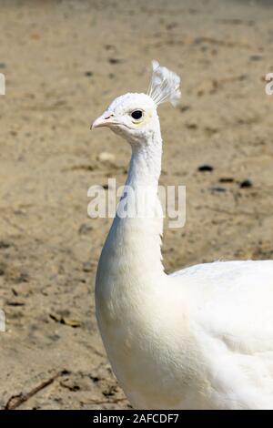 A leucistic Indian Peacock, Pavo cristatus, at the Popcorn Park Zoo in Forked River, New Jersey Stock Photo