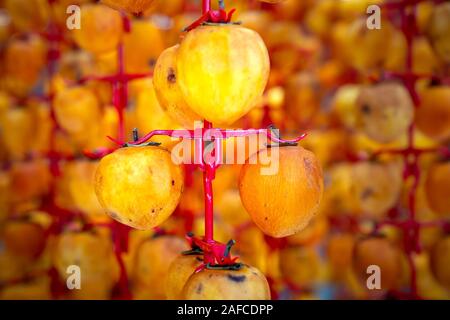 Fresh persimmons are dried in Da Lat, Vietnam by hanging them on a rig and placed in an airtight house Stock Photo