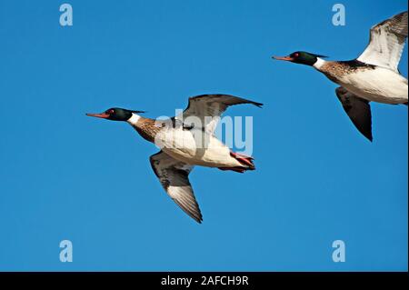 Red-breasted mergansers in flight Stock Photo