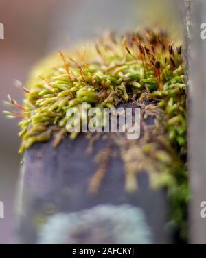 Moss covering old wooden railing Stock Photo - Alamy