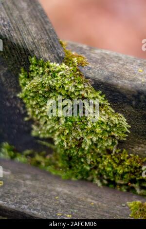 Moss covering old wooden railing Stock Photo - Alamy