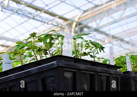 View looking up at tomato plants growing in trays Stock Photo