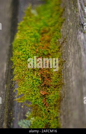 Moss covering old wooden railing Stock Photo - Alamy