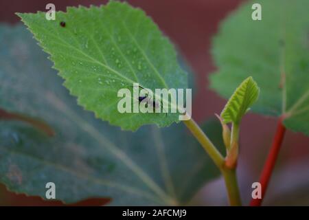 close up of single big carpenter ant, macro ant blurry background.Ant resting on the grass. Stock Photo