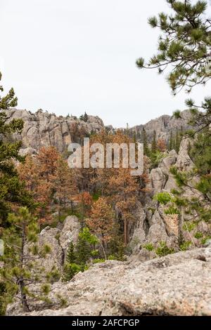 A group of pine trees that have been injured and killed by pine beetles infestation in the forest of Custer State Park, South Dakota. Stock Photo