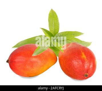 Two mangoes  isolated on white background Stock Photo